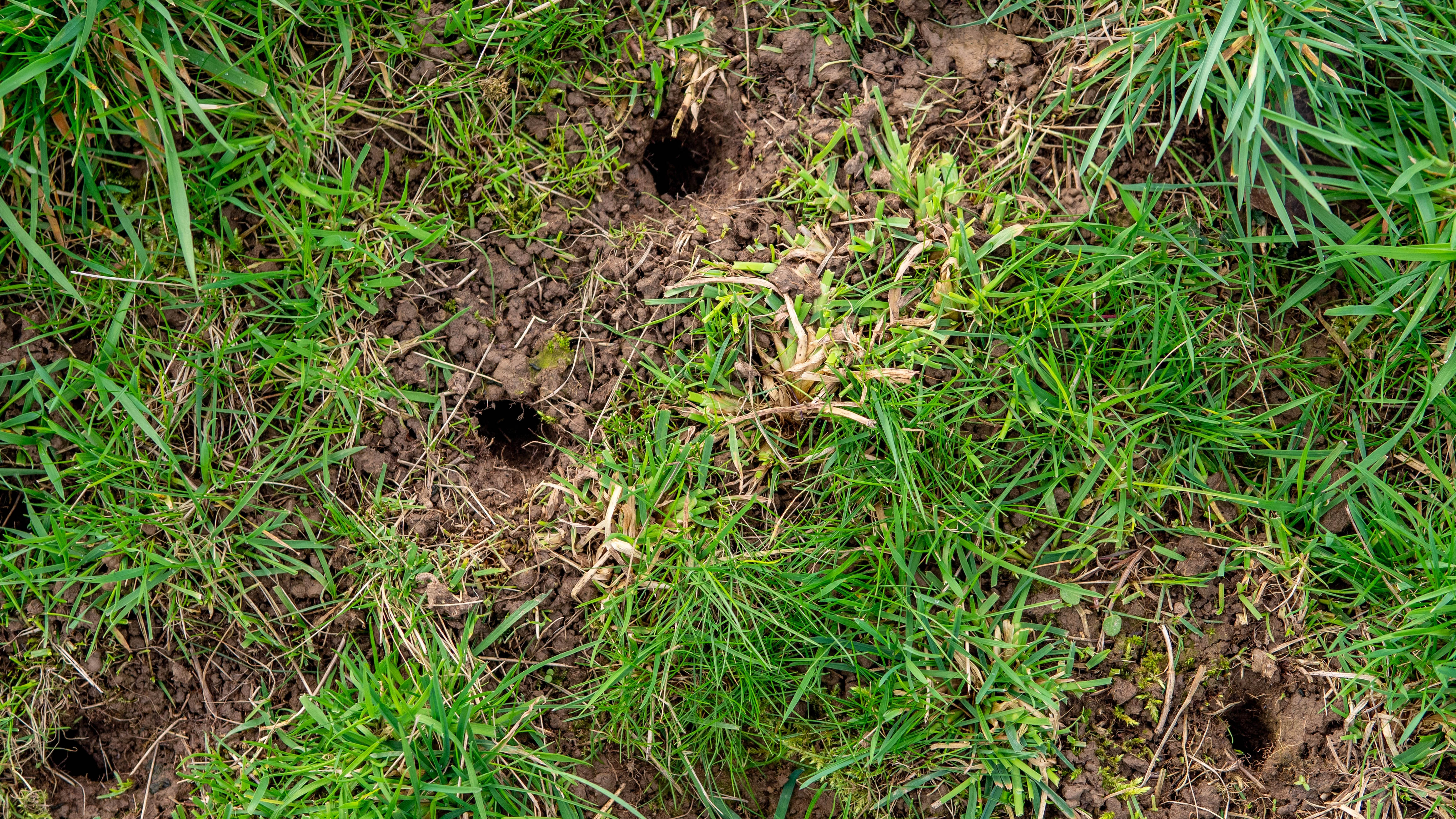 Holes in lawn