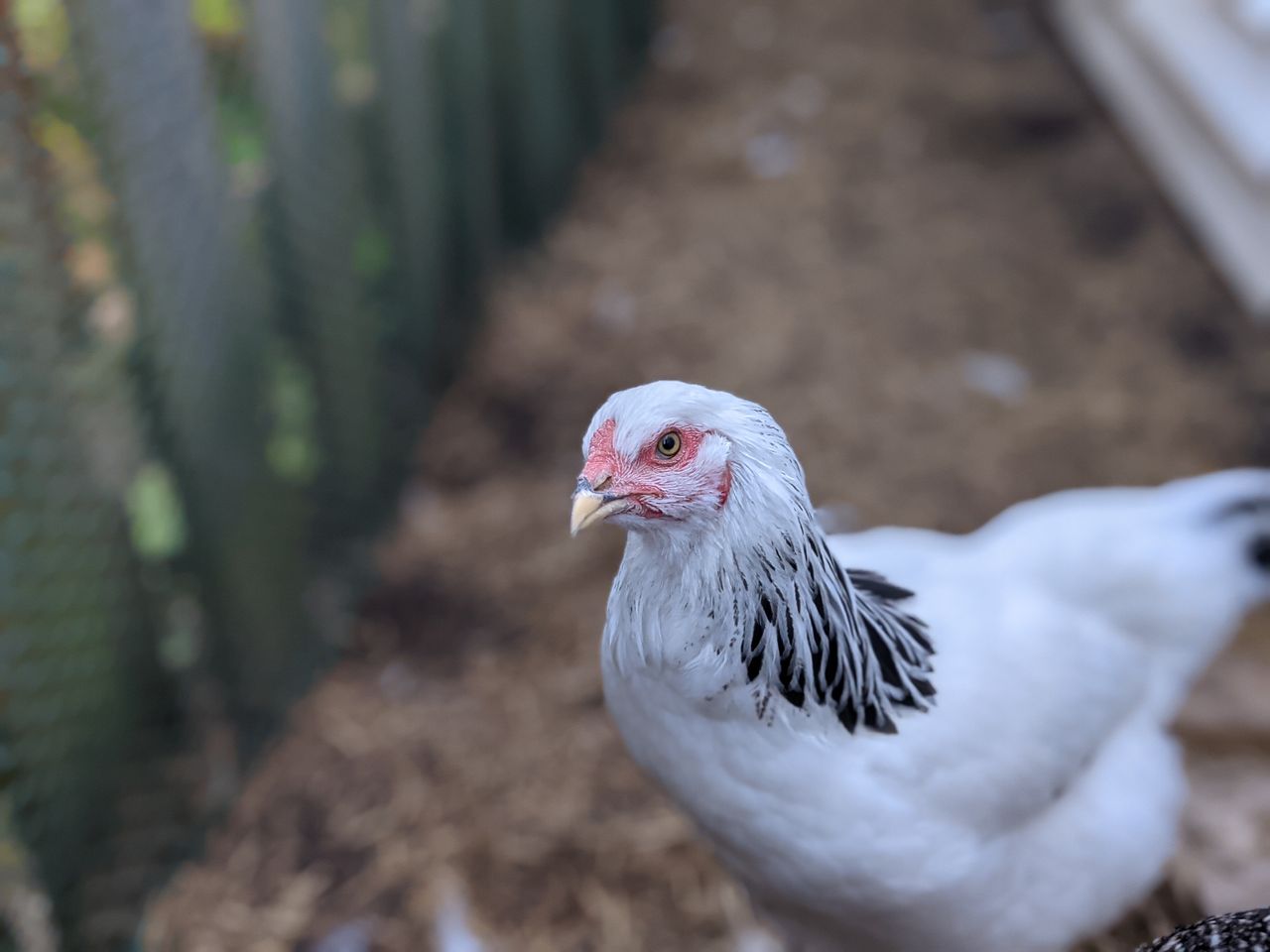 Pixel 5a camera samples