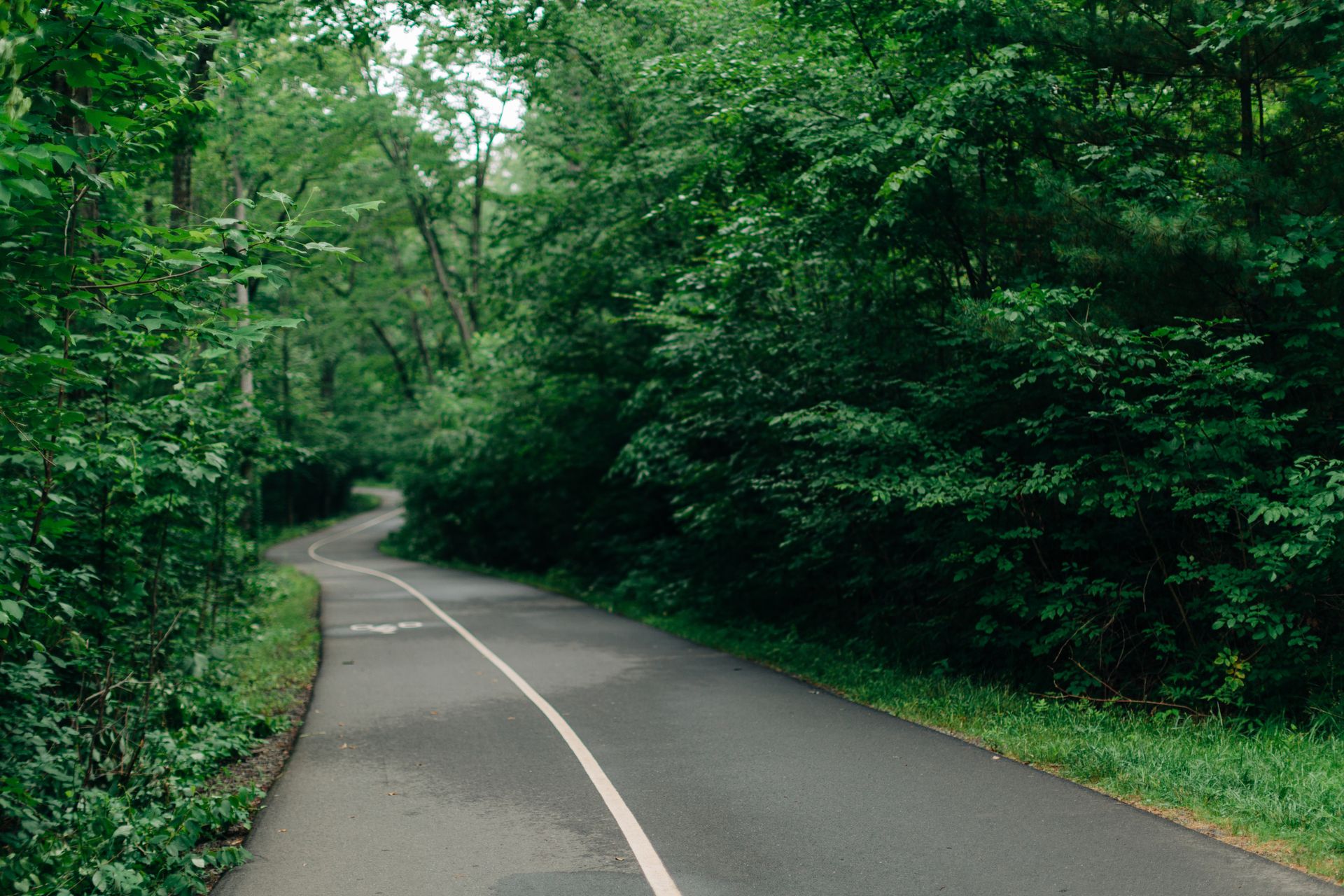 Forest in West Hartford, Connecticut