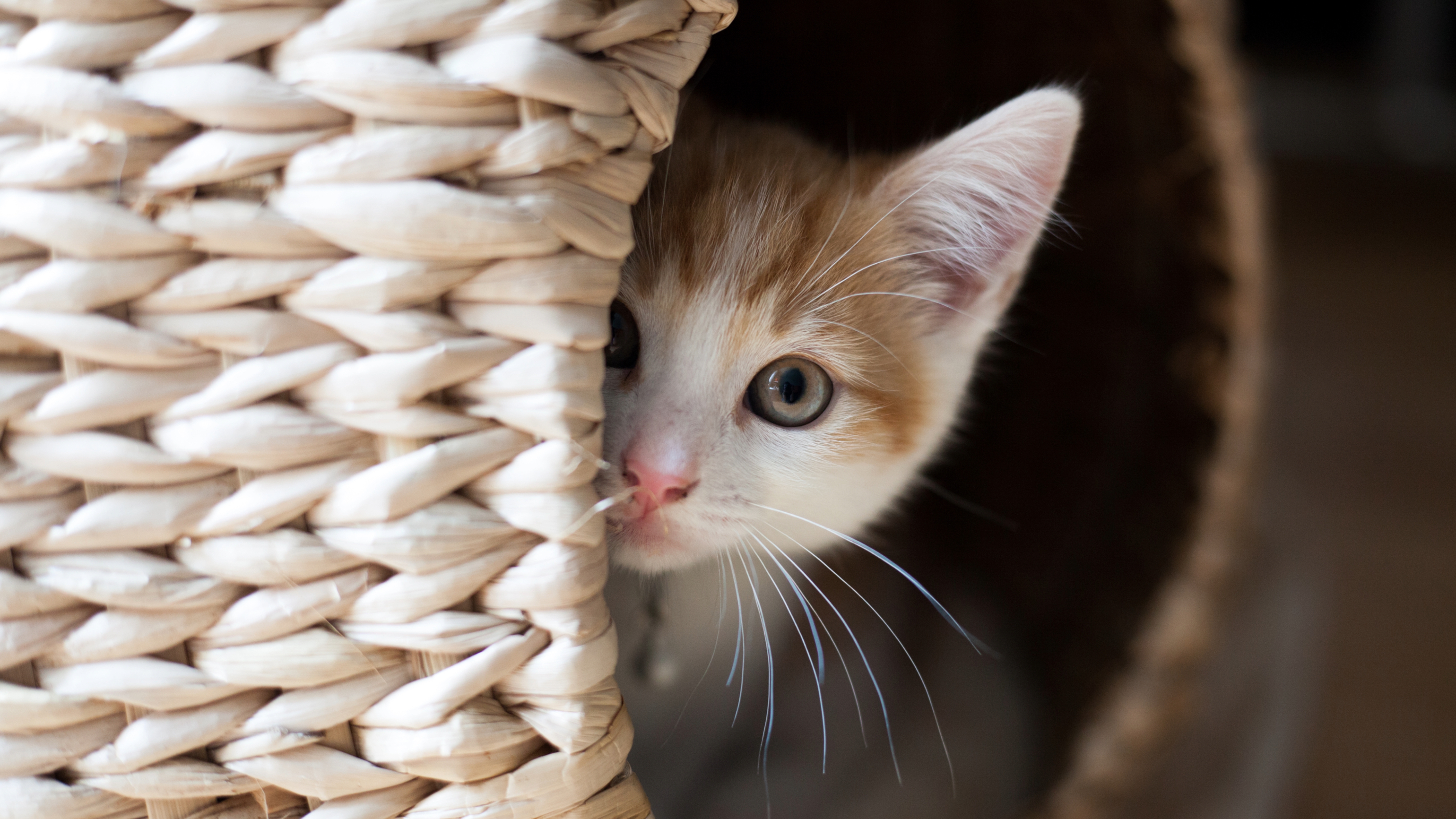 Cat hiding in wicker bed