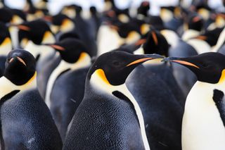 penguins, exploration, exploring Antarctica