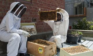 Melbourne Rooftop Honey nurturing the city's buzzing brood.