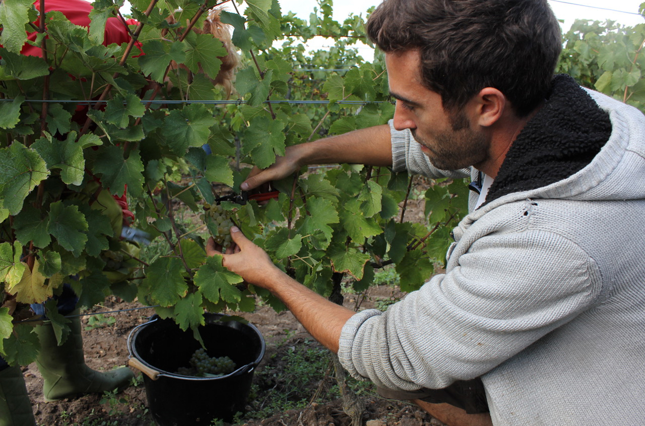 Jean-Philippe in the vineyard