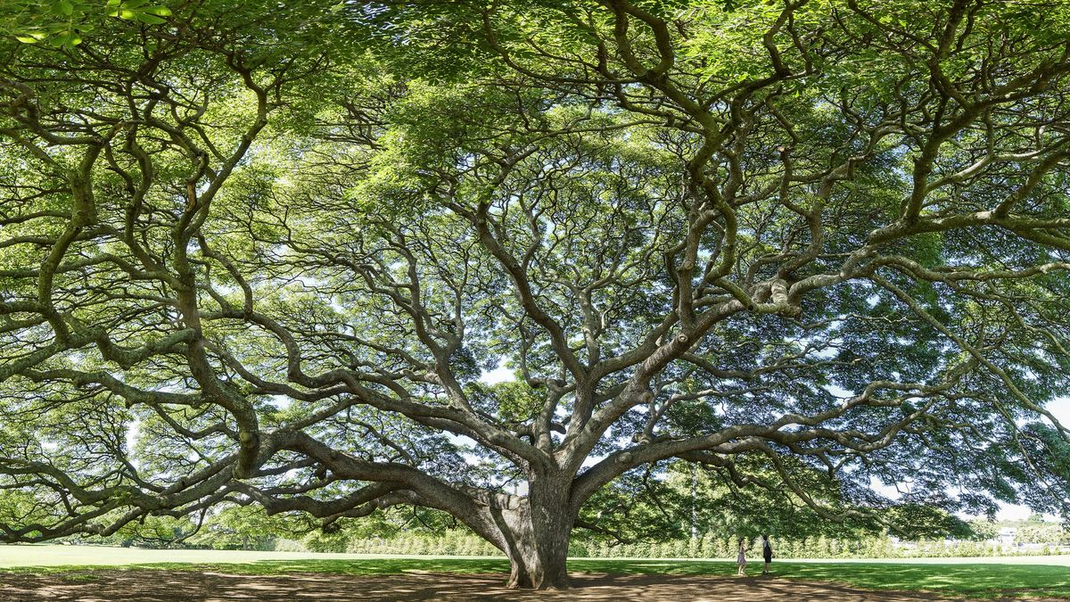 An old growth tree.