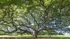 An old growth tree.