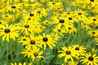 A patch of black-eyed susan flowers