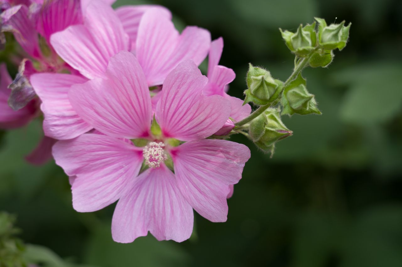 Sample image with Leica Vario-Elmarit-SL 100-400mm f/5-6.3