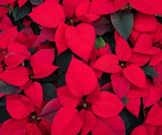 Poinsettias