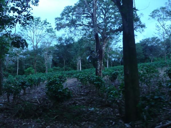 A coffee bean plantation