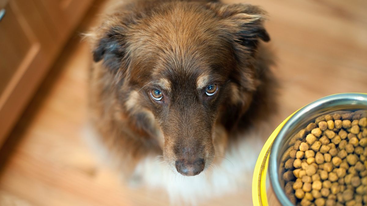 Does dog clearance food go bad