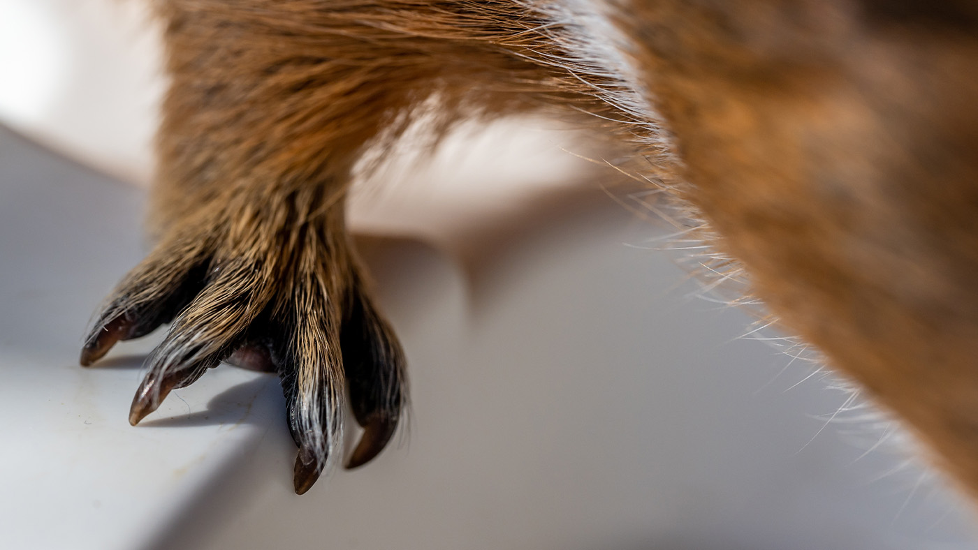 Close up of guinea pig foot