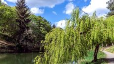 Weeping willow tree with lime-green leaves growing next to a river