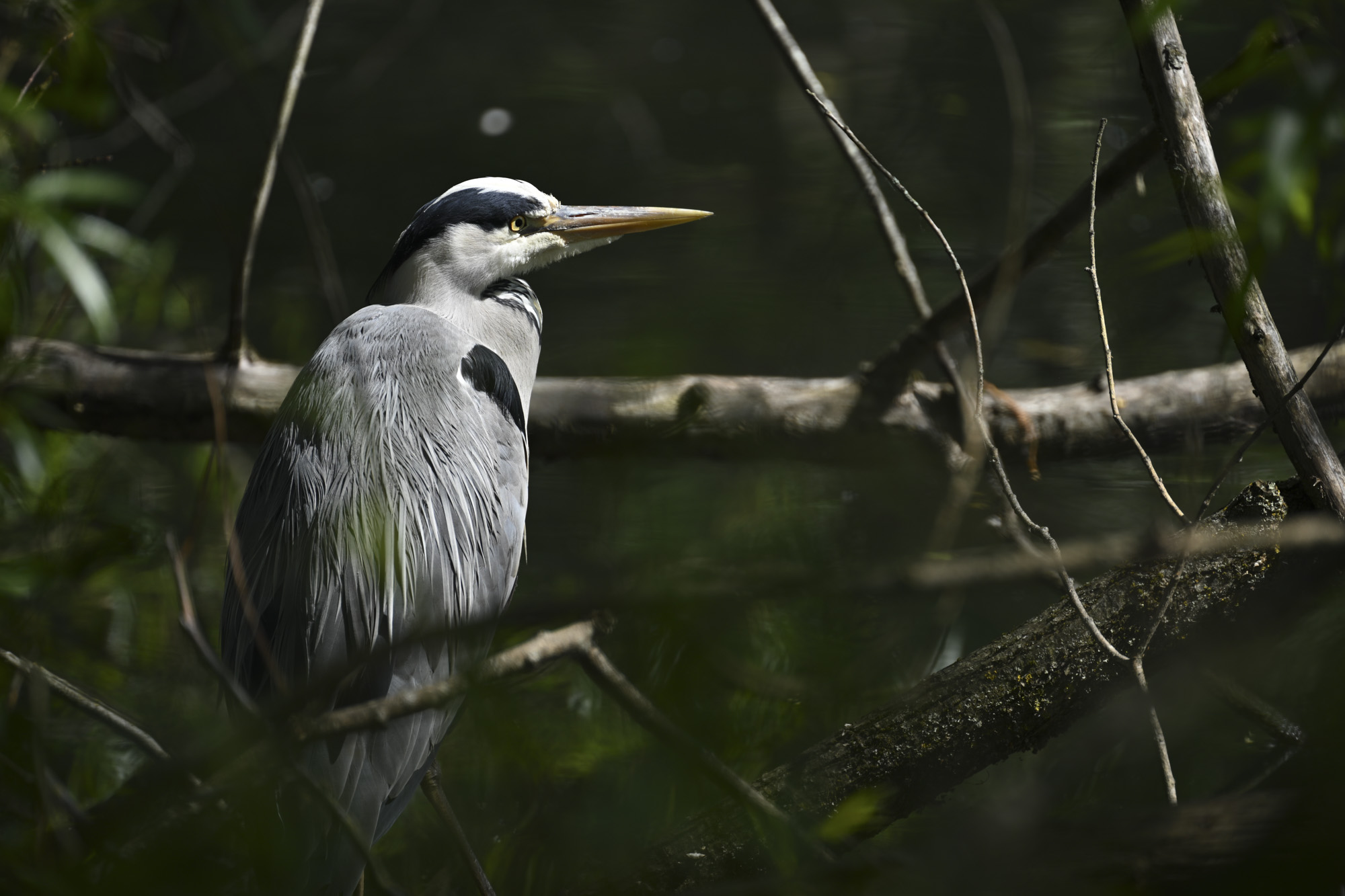 Heron with Nikon Z8 and 100-400mm telephoto lens