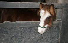 Rudolph-on-the-mend-at-World-Horse-Welfare-21.jpg