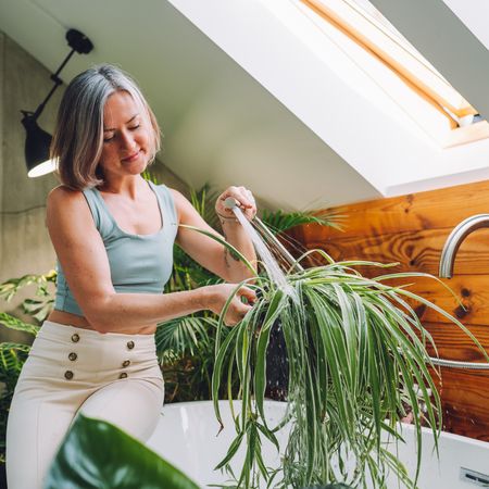 Woman waters spider plant over the bathtub