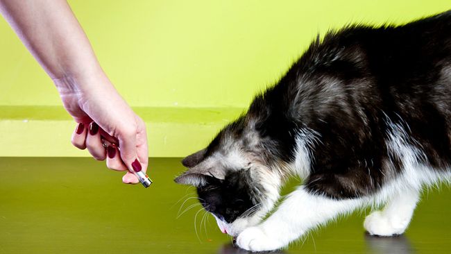 Best toys for indoor cats: Six fun playthings for your kitty | PetsRadar