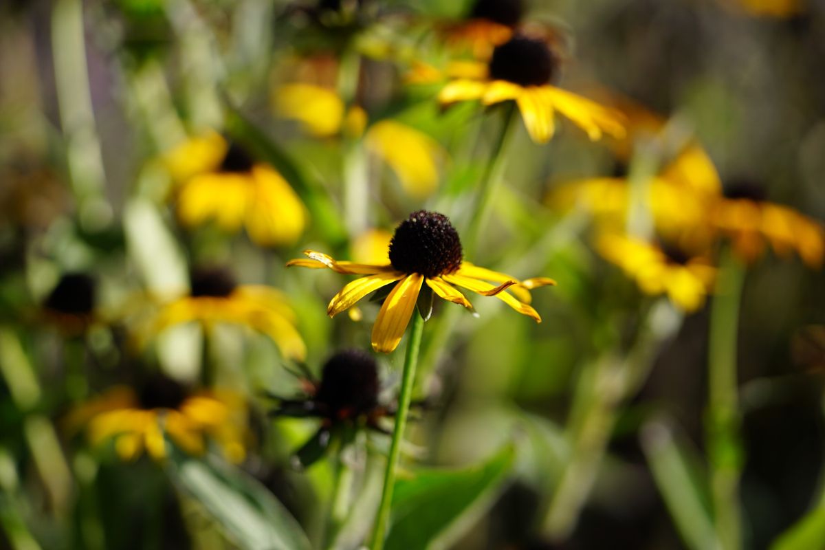 Sigma 50-120mm f/2.8 DC OS | C sample image