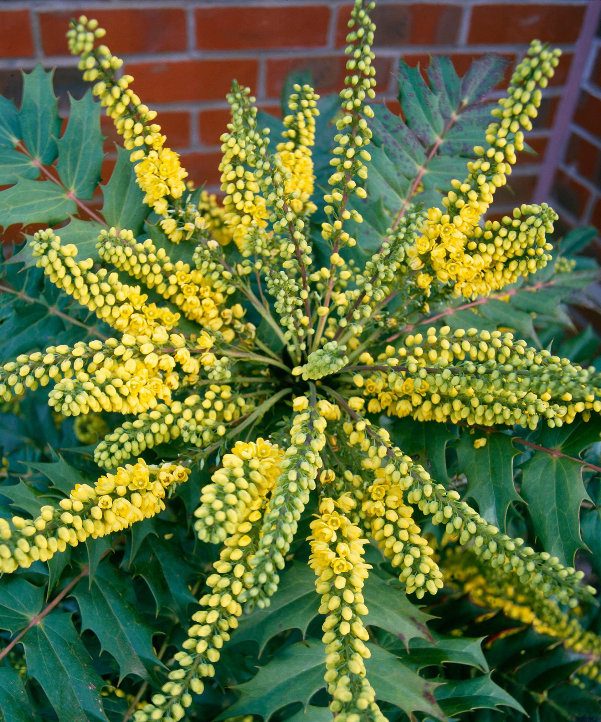 mahonia Charity blooming in winter garden display