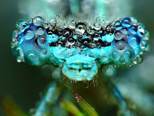 Gallery: Dazzling Photos of Dew-Covered Insects | Live Science