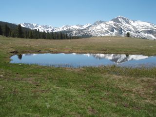 An ephemeral lake in California's Yosemite National Park where Pacific tree frogs breed.