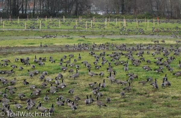 Geese occupying the race course during Friday set-up