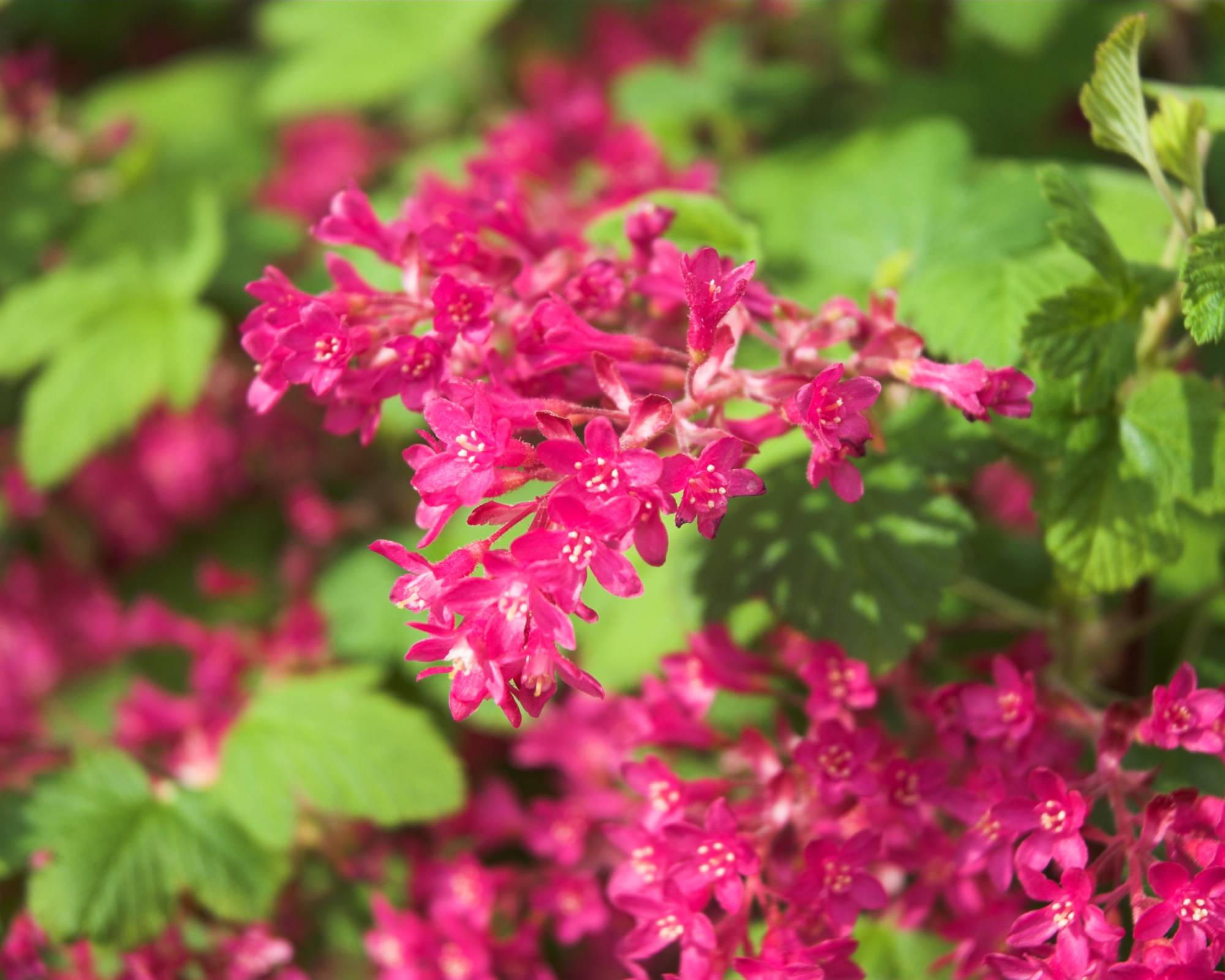 Flowering currant shrub
