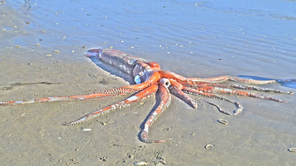 The dead giant squid (Architeuthis dux) found on Golden Mile Beach in Britannia Bay, South Africa.