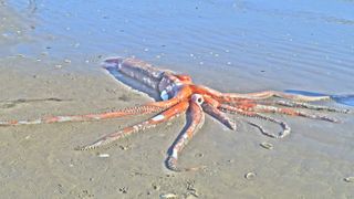 Adéle Grosse and her husband found a dead giant squid (Architeuthis dux) while walking on Golden Mile Beach in Britannia Bay, South Africa.