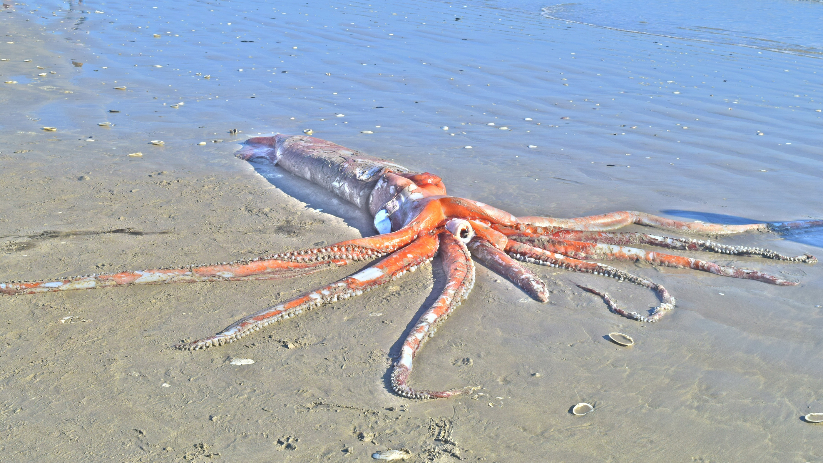 stunningly-intact-giant-squid-washes-ashore-in-south-africa