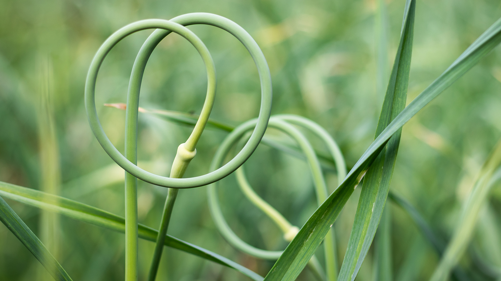 Garlic scapes growing in the garden