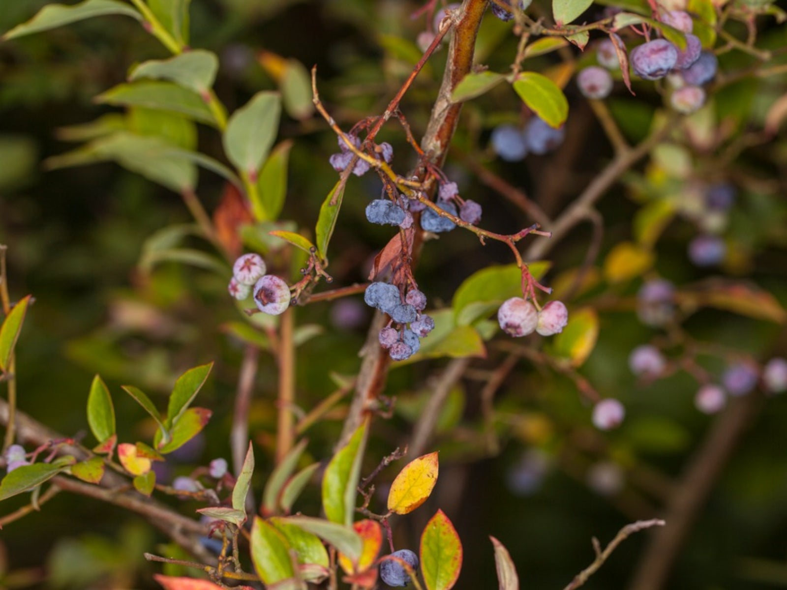 Blueberry Stem Blight Treatment Learn About Stem Blight Of Blueberry