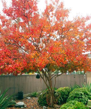 crepe myrtle tree with fall foliage