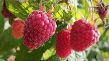 raspberries growing