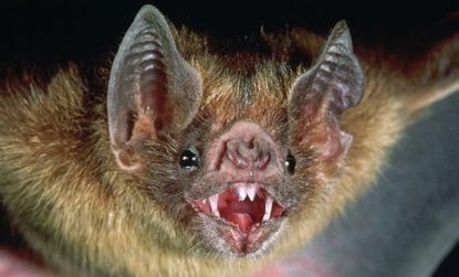 More vampire bats are migrating north as their souther climates get warmer, which could increase the number of their rare, but fatal attacks in the future.