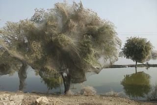 Four months after the flood, the spiders remained in the trees.