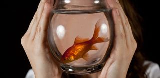 Goldfish in bowl swimming, biomimetics