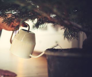 A white metal watering can being used to water a real christmas tree indoors
