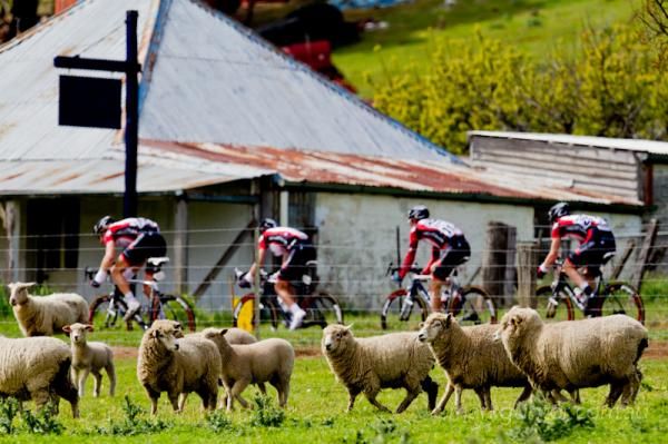 The Tour of Tasmania heads out into the country. Here the V Australia team pass some sheep and an old tin shed.