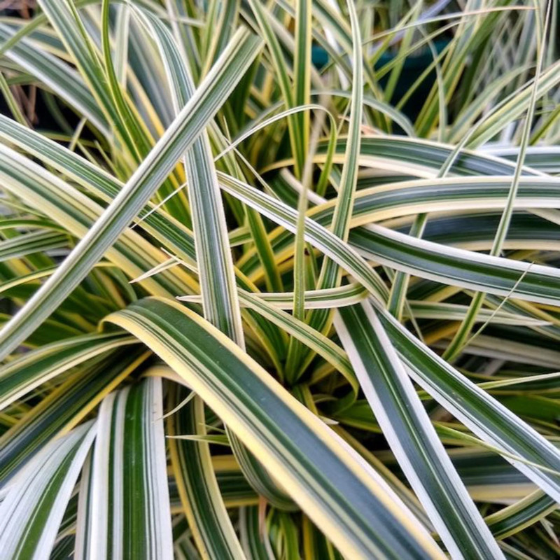 Feather Falls Sedge Grass