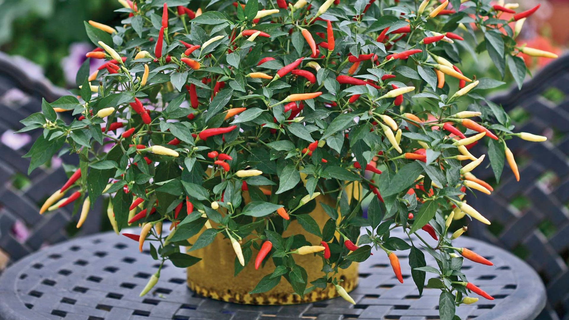 Garden table with potted chilli pot as ornamental edible garden trends
