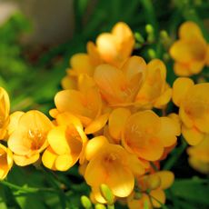 Closeup of yellow freesia flowers growing in garden