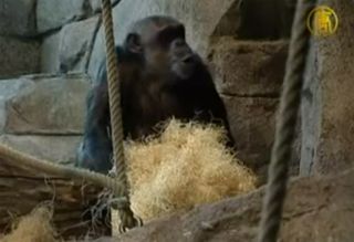 Santino, a dominant male at the Furuvik Zoo in Sweden, with a pile of hay.