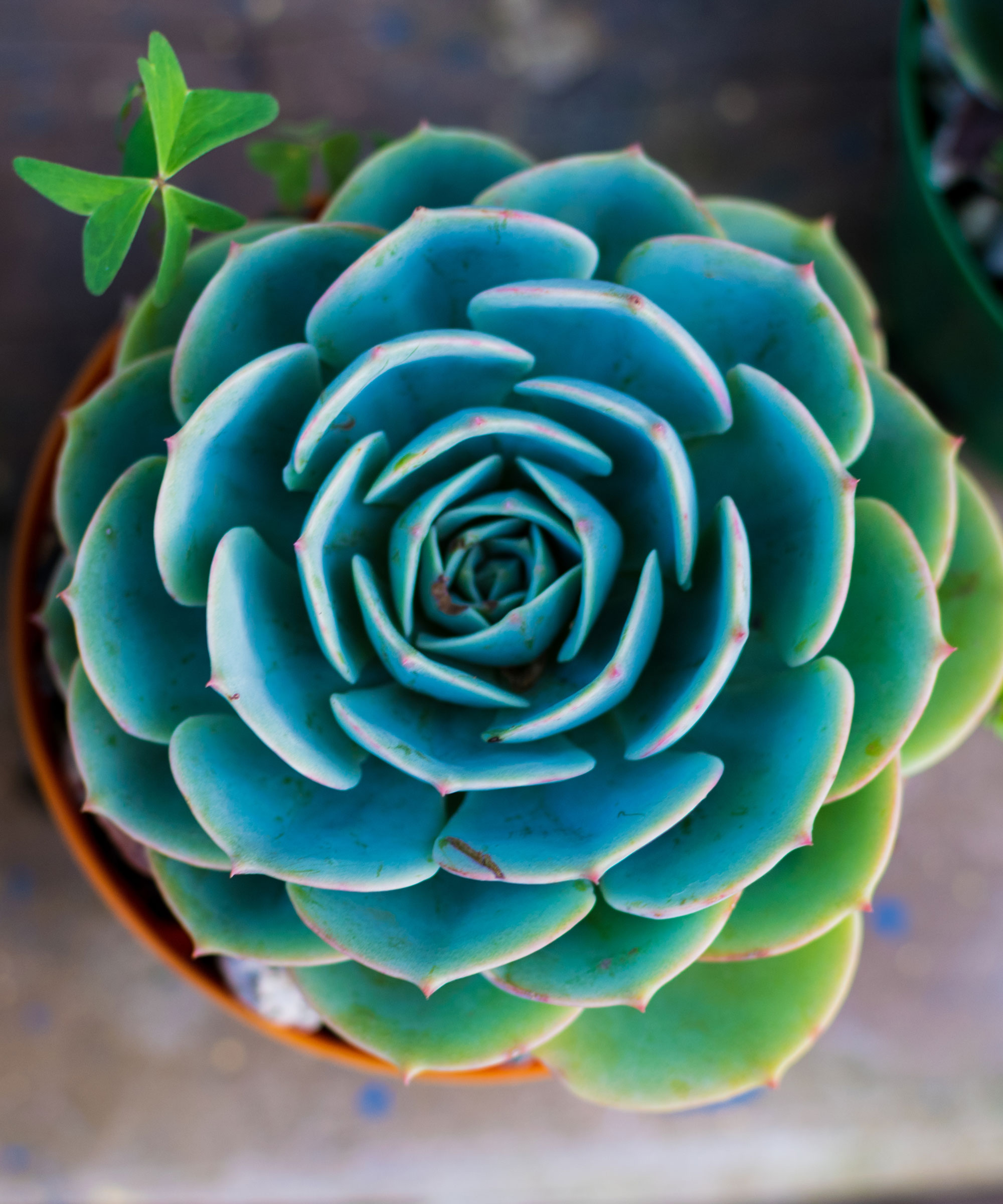 teal blue echeveria growing in container