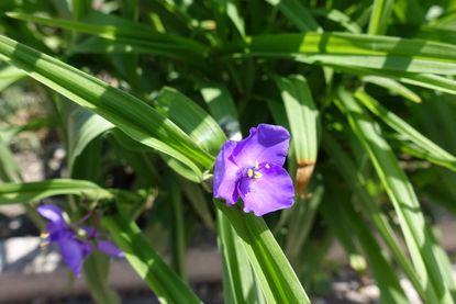 Purple Flowered Spiderwort Plant