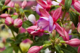 A close-up of a pink and purple fuchsia flower