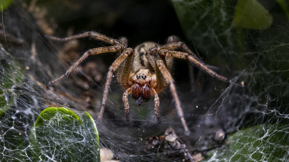 A large brown spider on its web