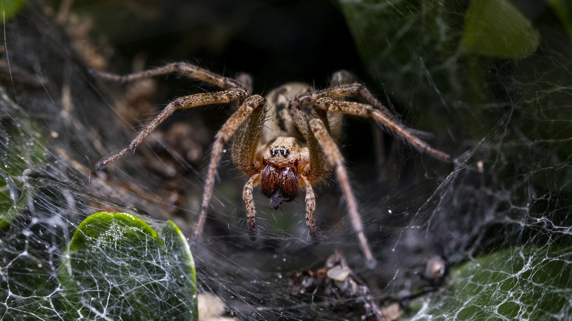 A large brown spider on its web