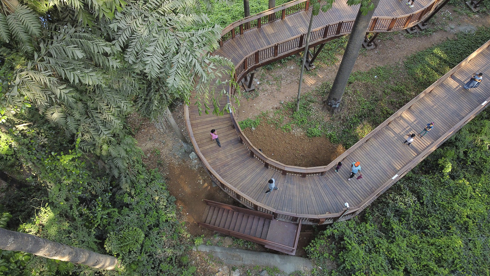 Malabar Hill's forest trail, an elevated timber walkway among trees