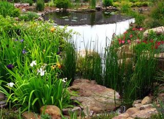 water-bog-garden