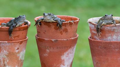 frogs sitting in terracotta flower pots